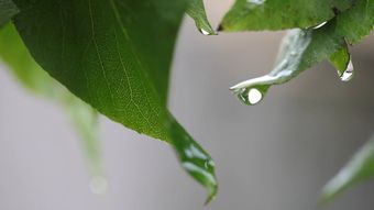 节气白露高清视频视频素材视频素材
