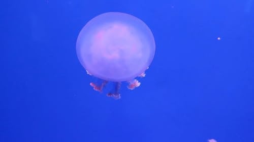 Jellyfish Swimming Underwater