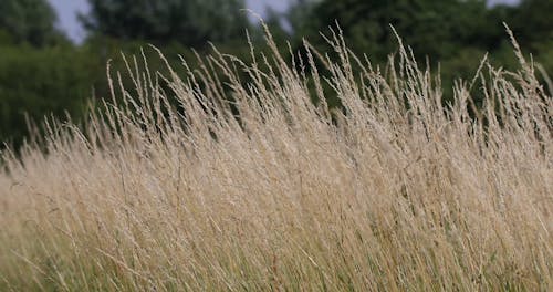 Video Of Crops During A Windy Day