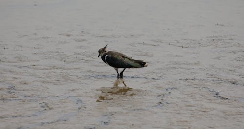 A Bird Looking For Food On A wet Land