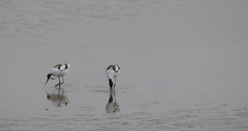 Stilt Birds Searching For Food In The Shore
