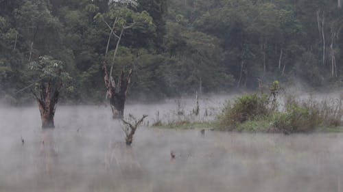 Video Of Foggy Forest