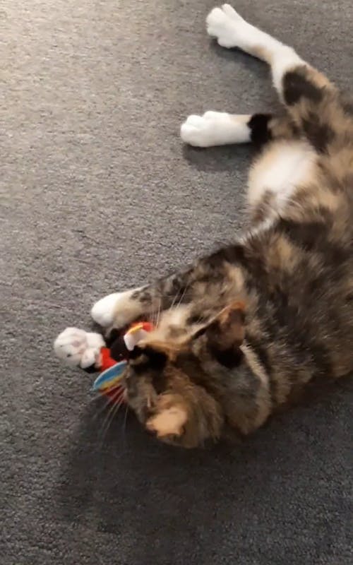 Cat Playing With Bird Doll