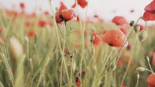 Selective Focus of Red Poppy Flowers