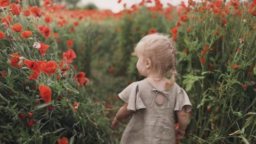 Fotobanka s bezplatnými fotkami na tému bábätko, batoľa, červené kvety