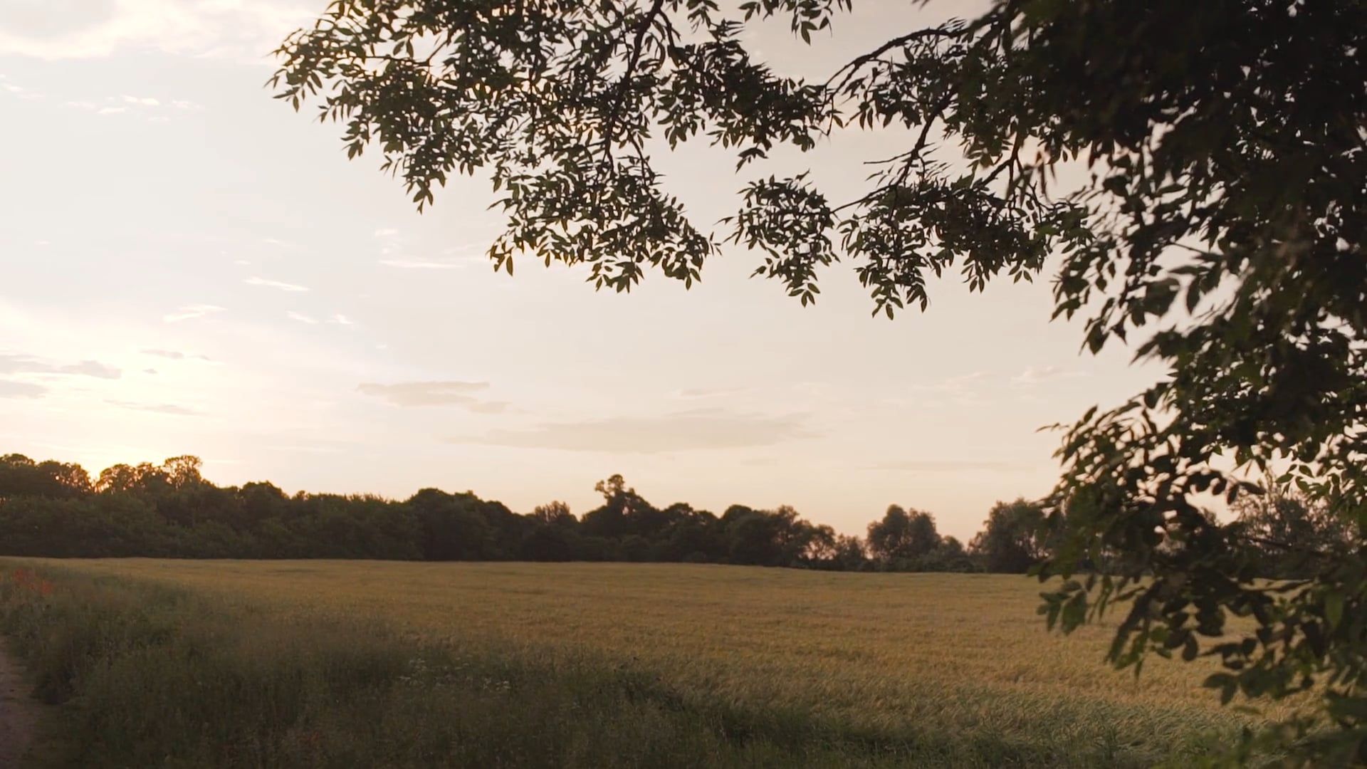 Grass Field During Golden Hour Free Stock Video Footage, Royalty-Free ...