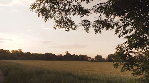 Grass Field During Golden Hour