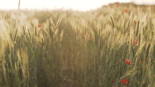 Selective Focus of Wheat and Red Poppy Flowers