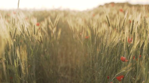 Selective Focus of Wheat and Red Poppy Flowers