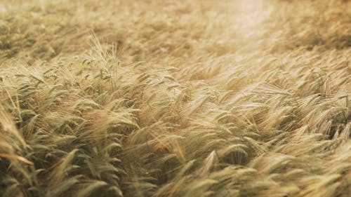 Wheat Field