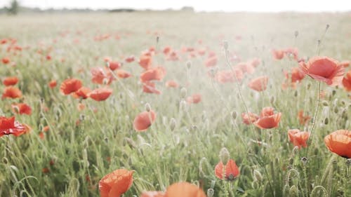 Selective Focus of Red Poppy Flowers