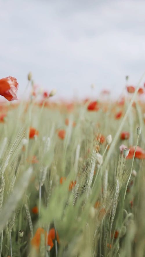 Selective Focus of Red Poppy Flowers While Swaying