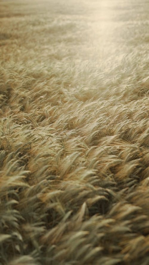 Rye Plants in Field