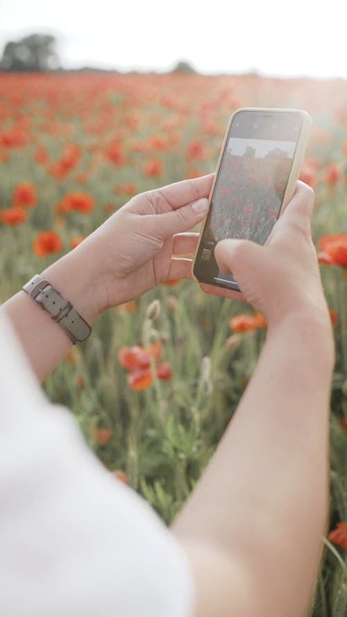 Shallow Focus of Person Taking Photo of Flower Field