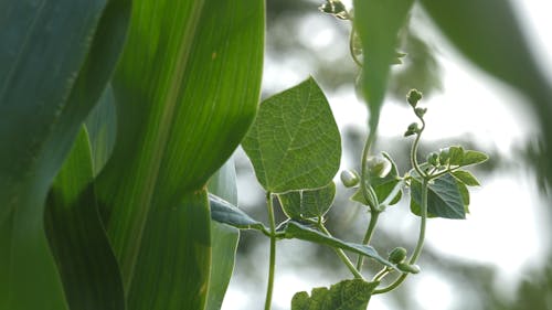 Close Up Footage of a Swaying Leaves