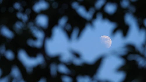 View Of Moon Through Leaves