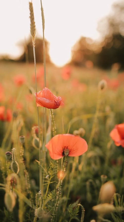 Shallow Focus of Red Poppy Flowers