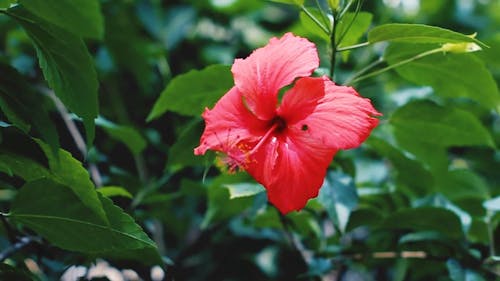 Close-Up View of Red Flower