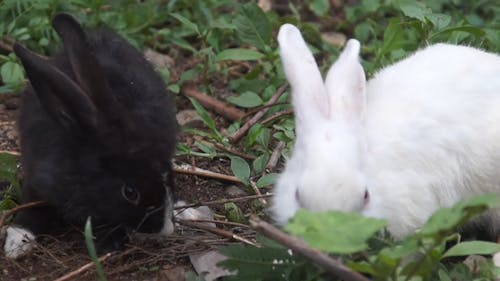Rabbits Eating Green Plants