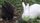 white rabbit