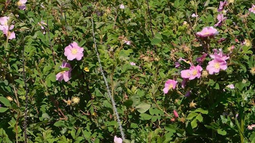 Flower Bearing Plants With Thorny Stems