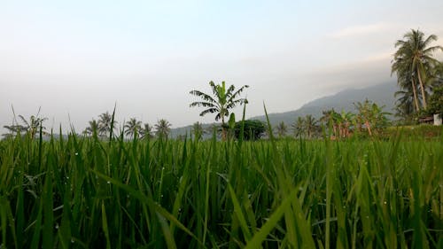 Rice Field Plantation In The Countryside