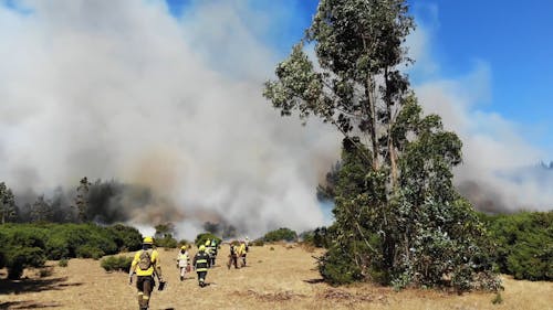 Wild Fire at the Forest