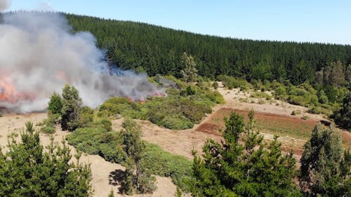 Wild Fire in the Forest