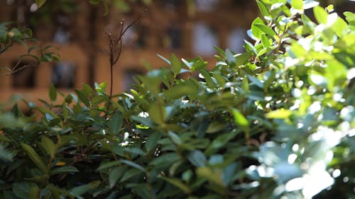 Footage of a Green Leaves Swaying