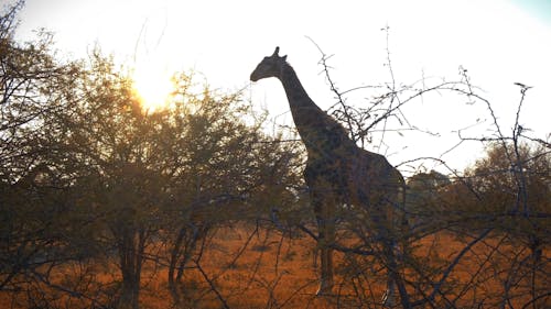 A Giraffe Feeding On Leaves Of A Shrubs