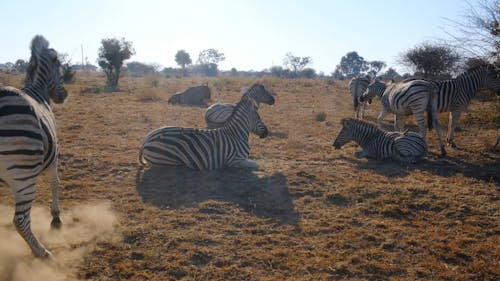 A Herd Of Zebras Resting On The Ground