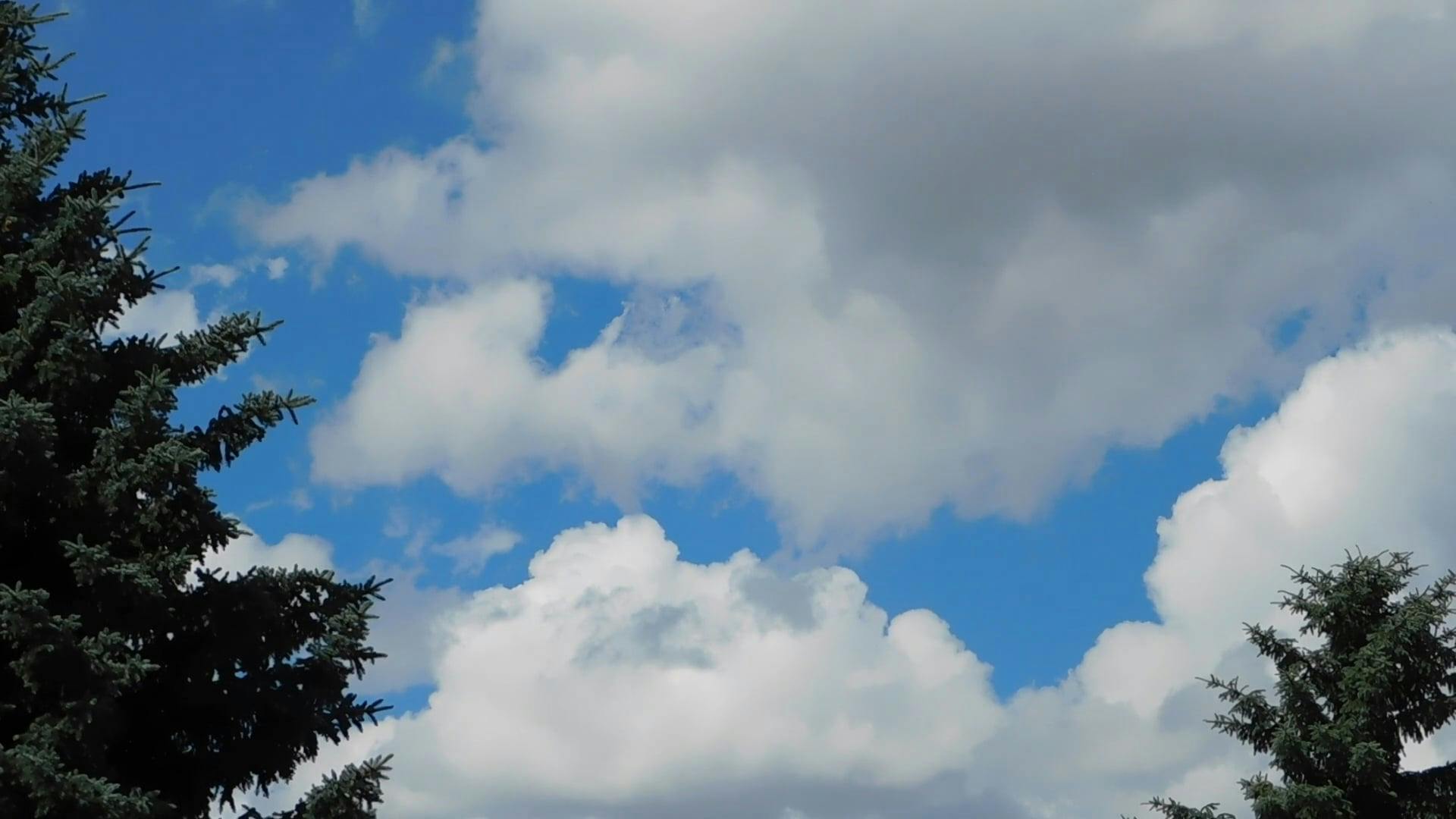 Video by Zuzanna Musial