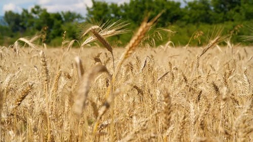 Footage of a Wheat Field