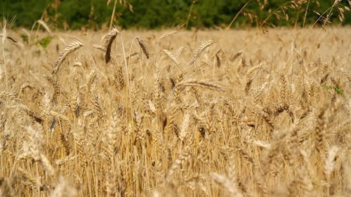 Footage of a Wheat Field