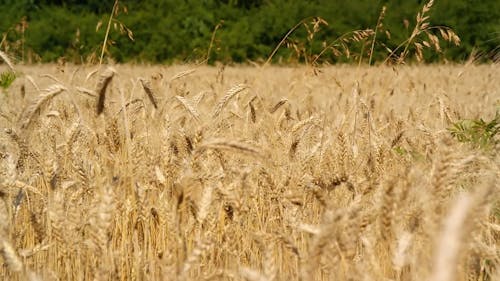 Footage of a Wheat Frield