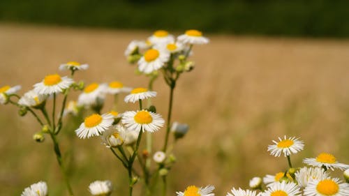 Close Up Footage of a Flowers Swaying on the Wind