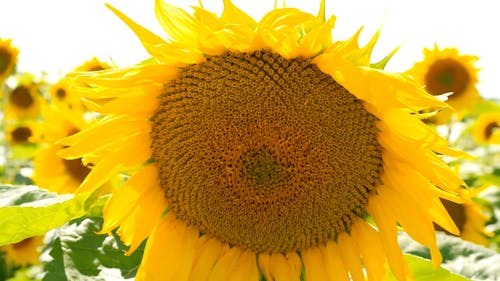 Close-Up Shot of Sunflowers