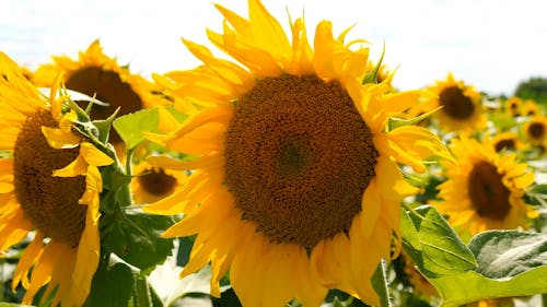 Close-Up Shot of Sunflower