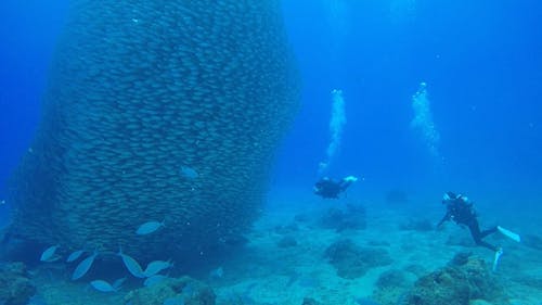 People Swimming Underwater Near a School of Fish