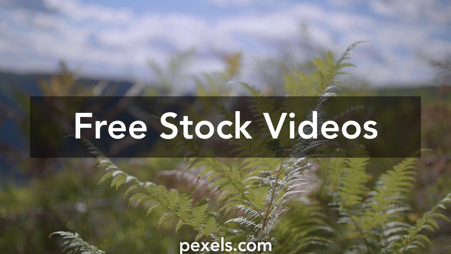 1000+ Beautiful Green Screen Background Video Videos Pexels · Free