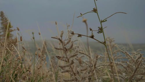 Close-up Footage Of Wild Grass