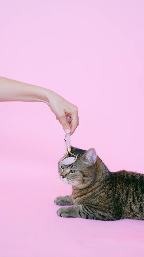 Person Massaging a Cat With a Facial Roller