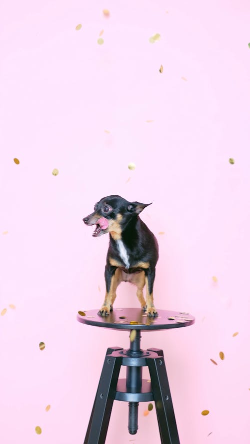Small Dog Standing on a Stool