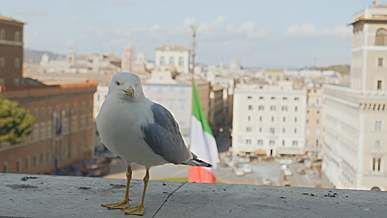 bird on the building