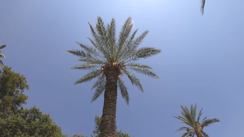 Tall Palm Trees and the Blue Sky