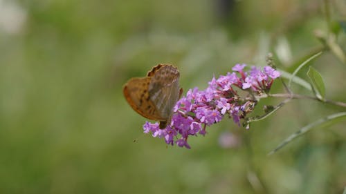 A Butterfly Feeding on a Flower