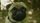 pug