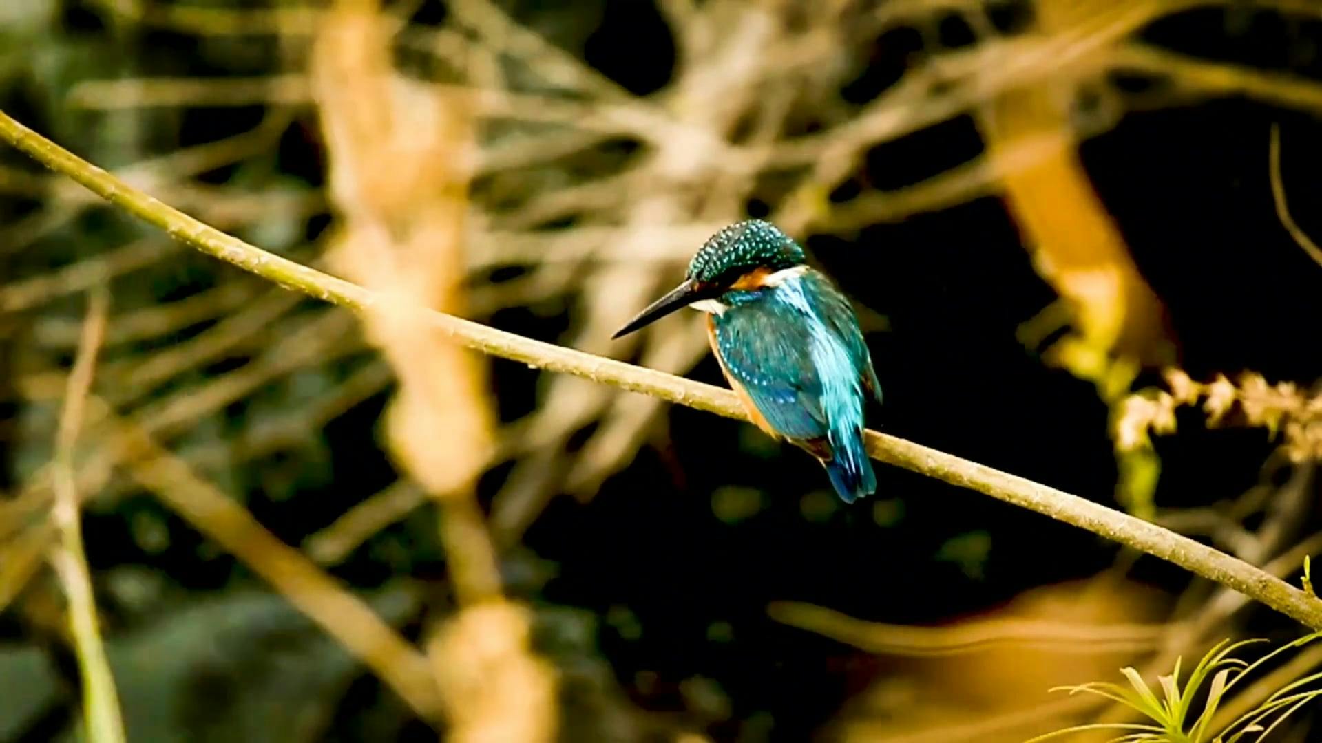 Video by Imran Shaikh