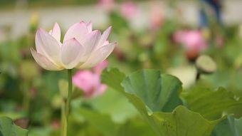 雨天的荷花高清视频免费下载视频素材