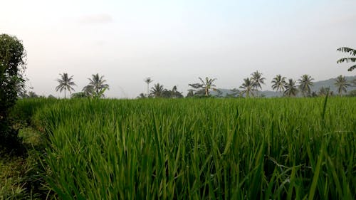 A Vast Cropland in Indonesia